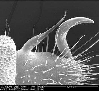 Media type: image;   Invertebrate Zoology 134693